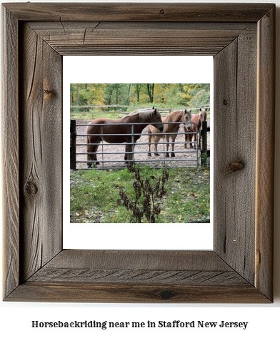 horseback riding near me in Stafford, New Jersey